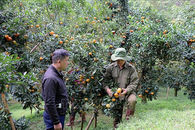 Quýt Nam Sơn tạo thu nhập bền vững cho người dân vùng cao- Ảnh 1.