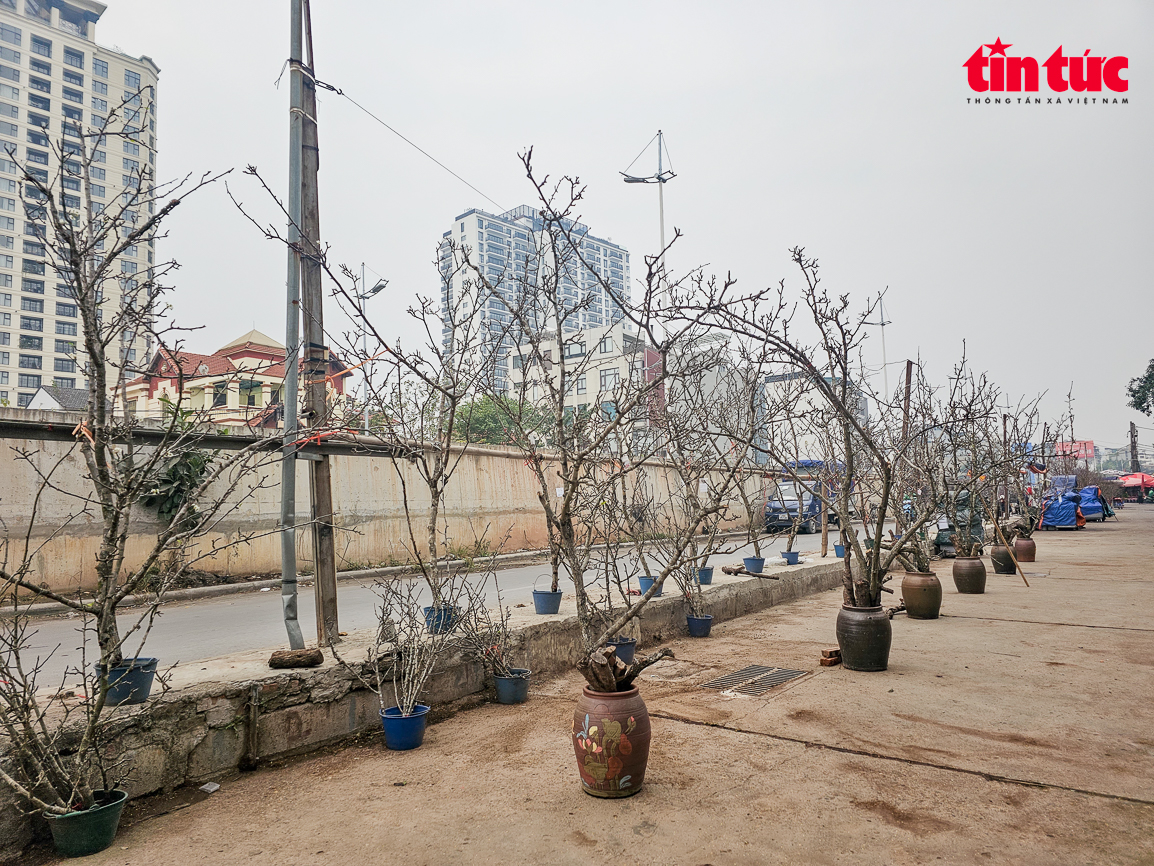 Thưa thớt khách tìm mua cây cảnh chơi Tết- Ảnh 5.