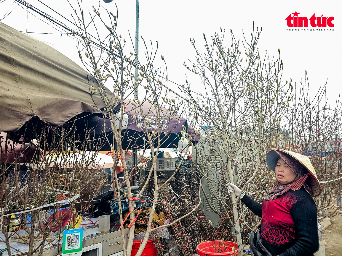 Thưa thớt khách tìm mua cây cảnh chơi Tết- Ảnh 3.