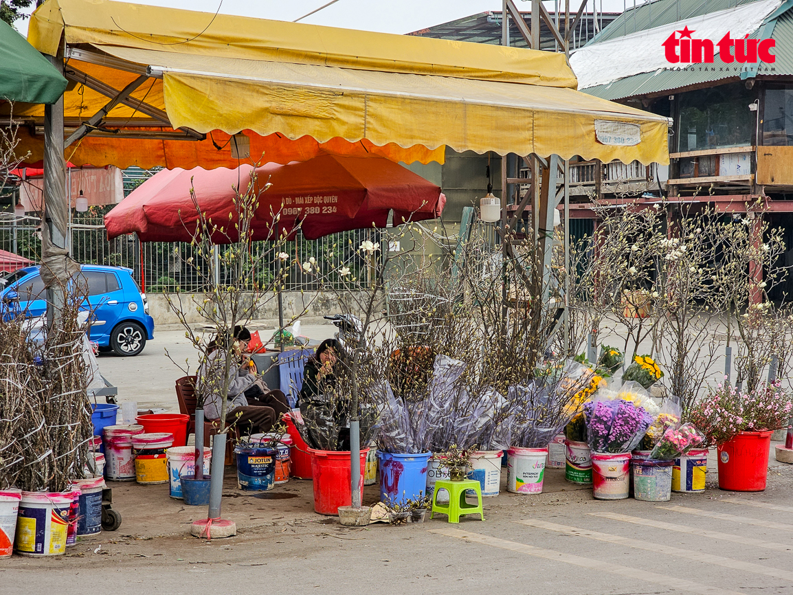 Thưa thớt khách tìm mua cây cảnh chơi Tết- Ảnh 11.