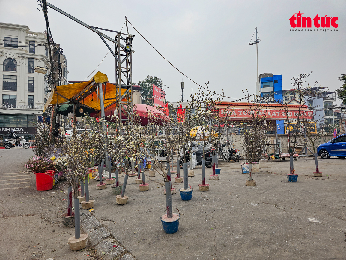 Thưa thớt khách tìm mua cây cảnh chơi Tết- Ảnh 9.