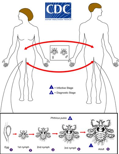 Rận mu có phải là bệnh lây truyền qua đường tình dục không?- Ảnh 1.