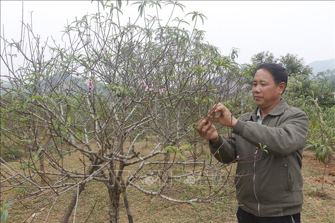 Tất bật 'thay áo mới' cho đào nở hoa đúng dịp Tết- Ảnh 1.