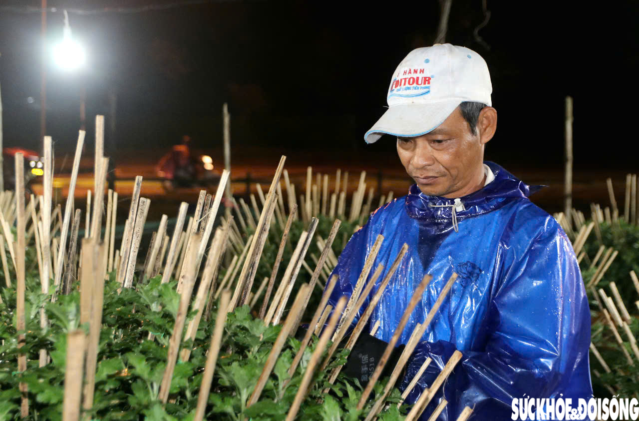 Làng trồng hoa Tết ở Huế sáng rực cả đêm, người dân chờ mong vụ mùa được giá- Ảnh 3.