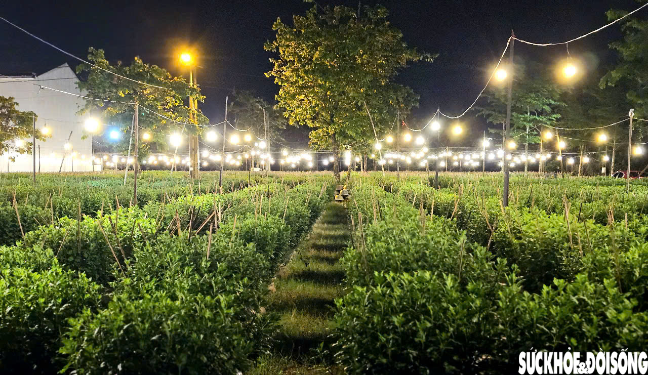 Làng trồng hoa Tết ở Huế sáng rực cả đêm, người dân chờ mong vụ mùa được giá- Ảnh 8.