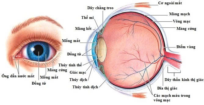 Hình ảnh y khoa mô tả tổn thương dây thần kinh thị giác trong bệnh viêm thần kinh thị giác và các bệnh tự miễn liên quan