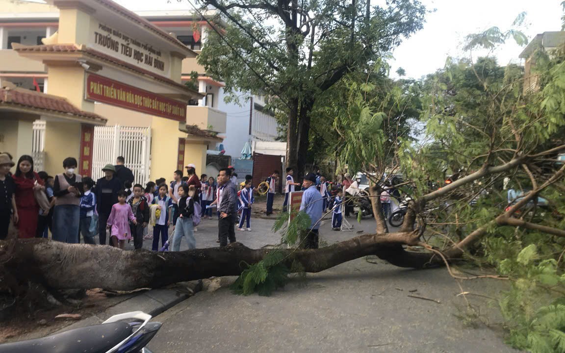 Phụ huynh hoảng hốt chứng kiến cây phượng bất ngờ đổ trong giờ tan học