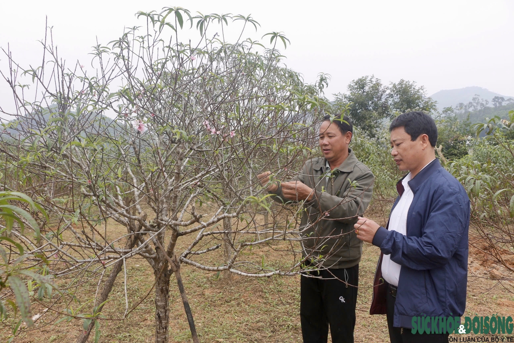 ‘Thủ phủ’ đào phai ở Nghệ An hối hả vào mùa tuốt lá- Ảnh 3.