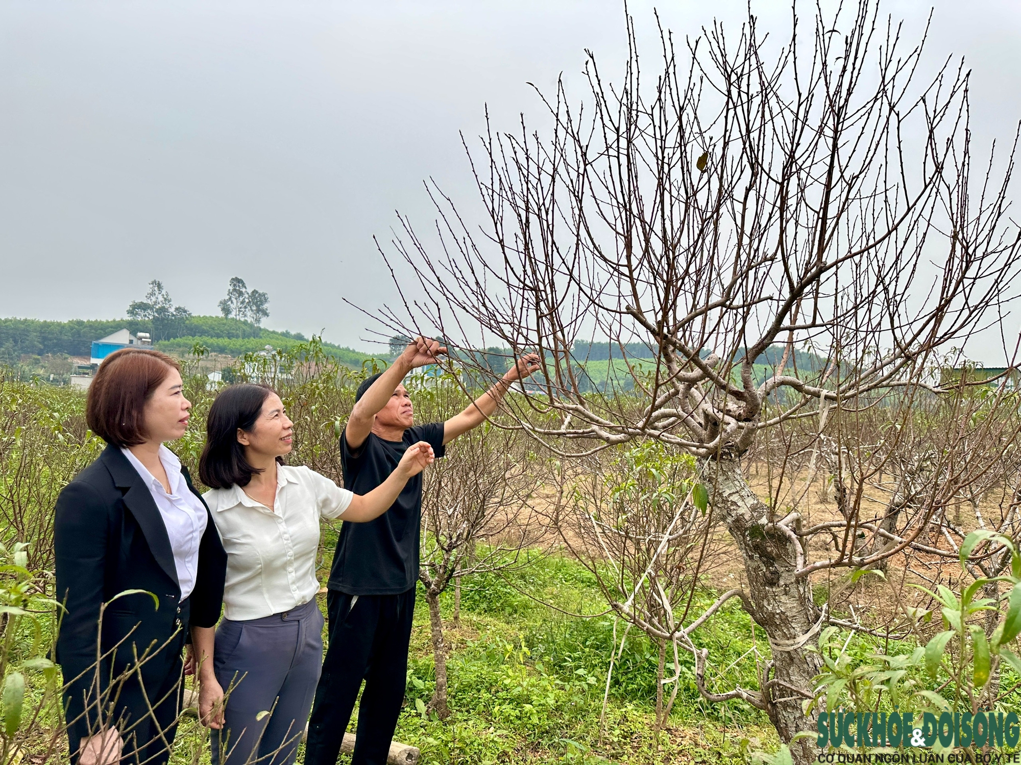 ‘Thủ phủ’ đào phai ở Nghệ An hối hả vào mùa tuốt lá- Ảnh 5.