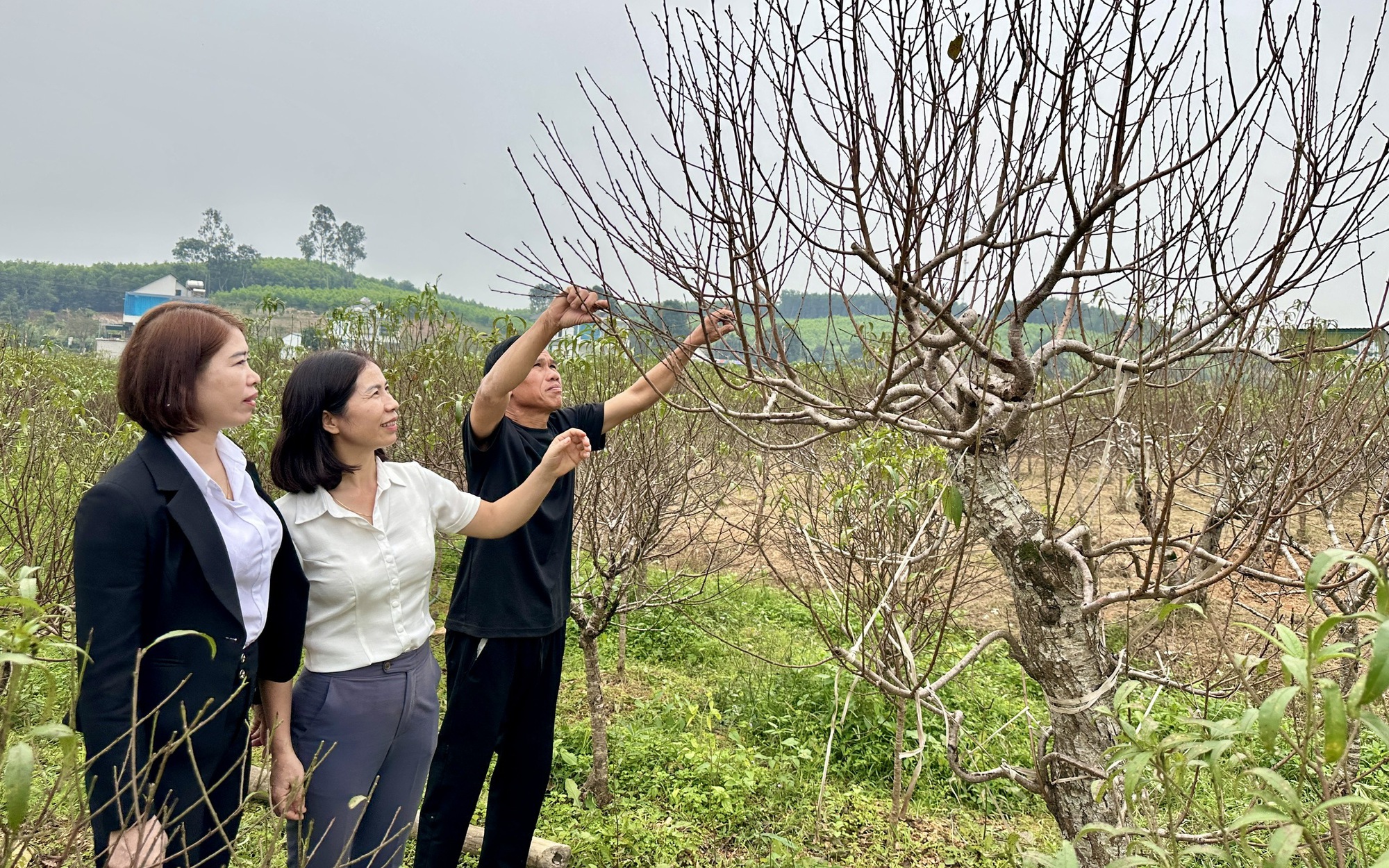 ‘Thủ phủ’ đào phai ở Nghệ An hối hả vào mùa tuốt lá