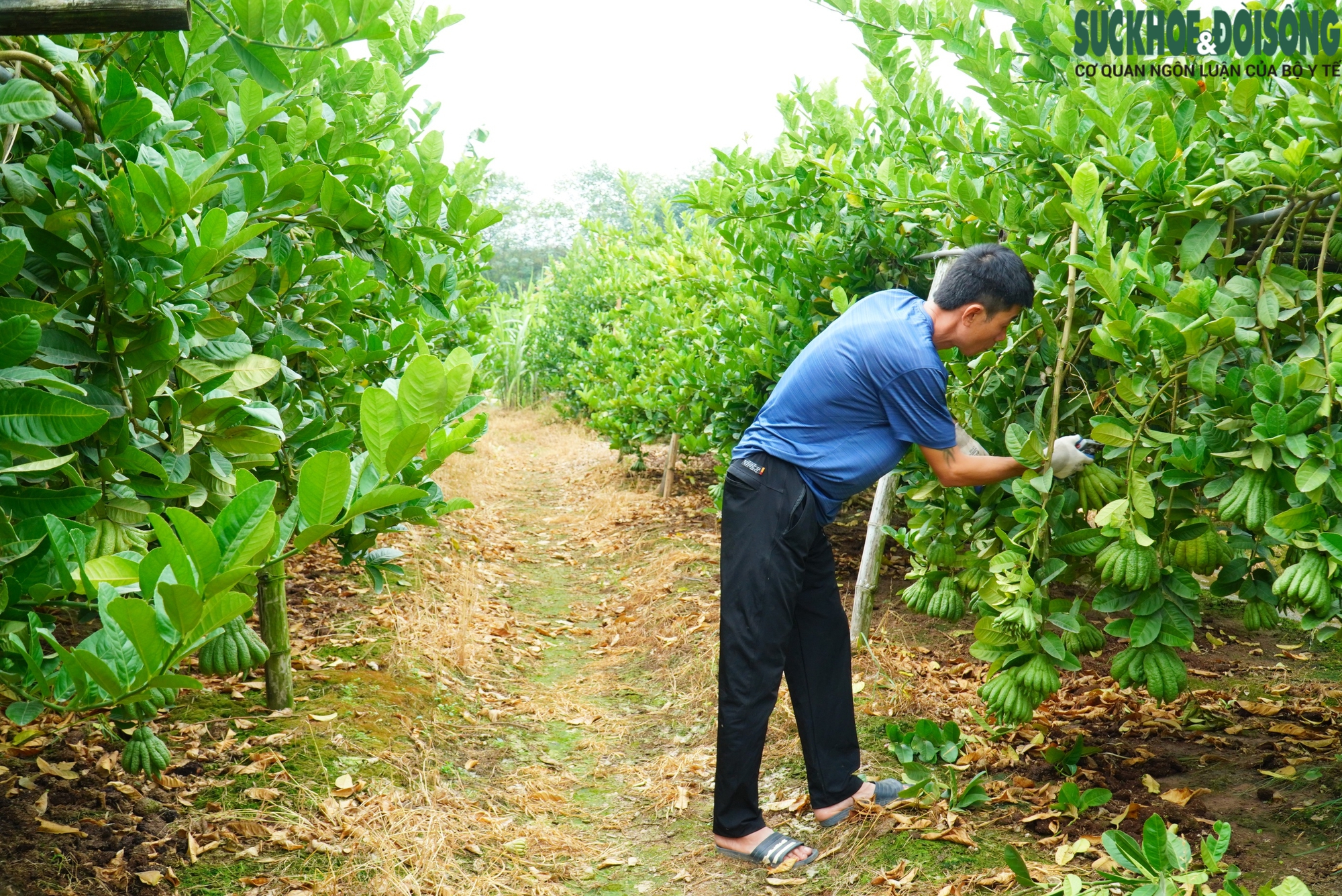 Làng phật thủ tất bật chăm cây kịp Tết Nguyên Đán- Ảnh 3.