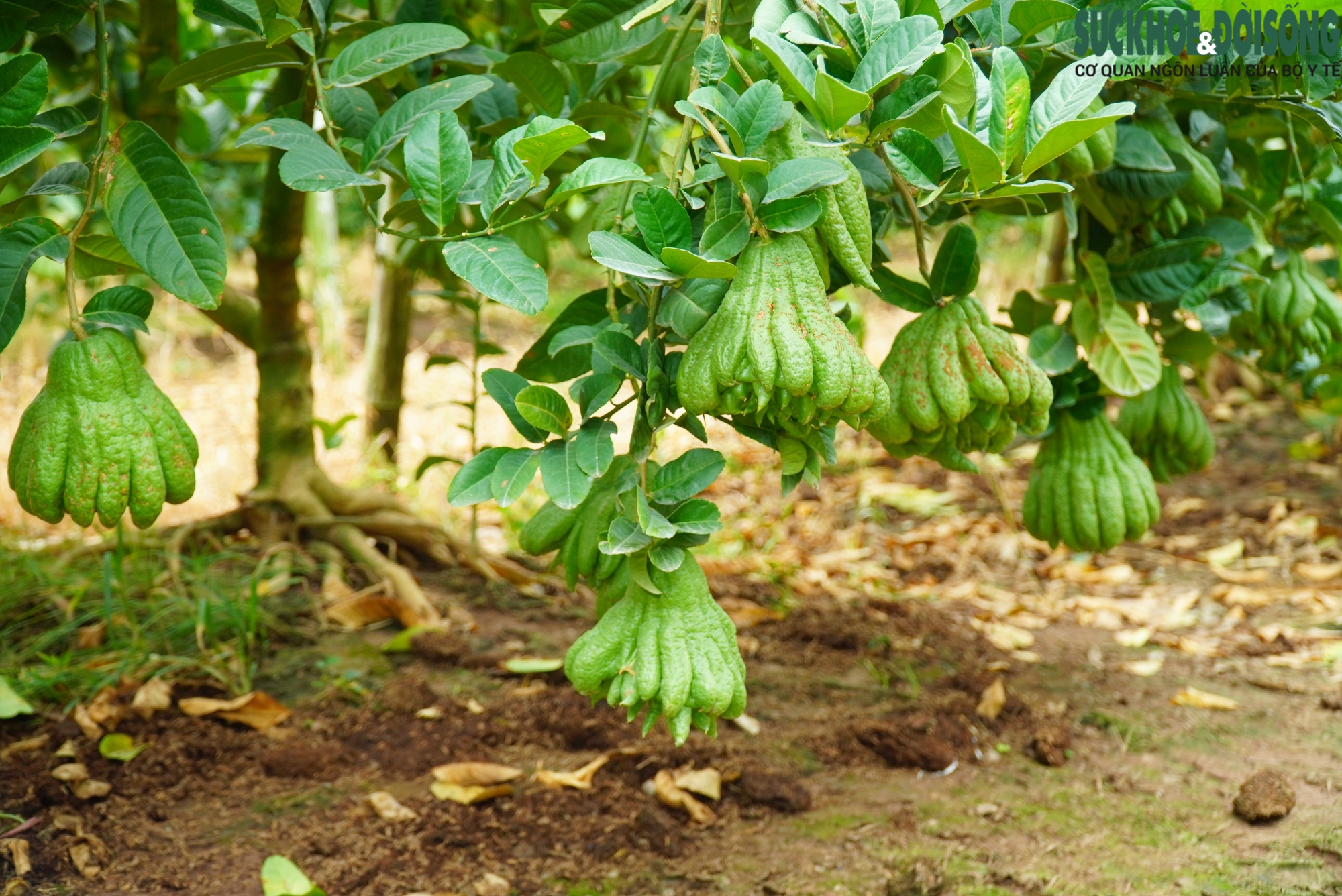 Làng phật thủ tất bật chăm cây kịp Tết Nguyên Đán- Ảnh 11.