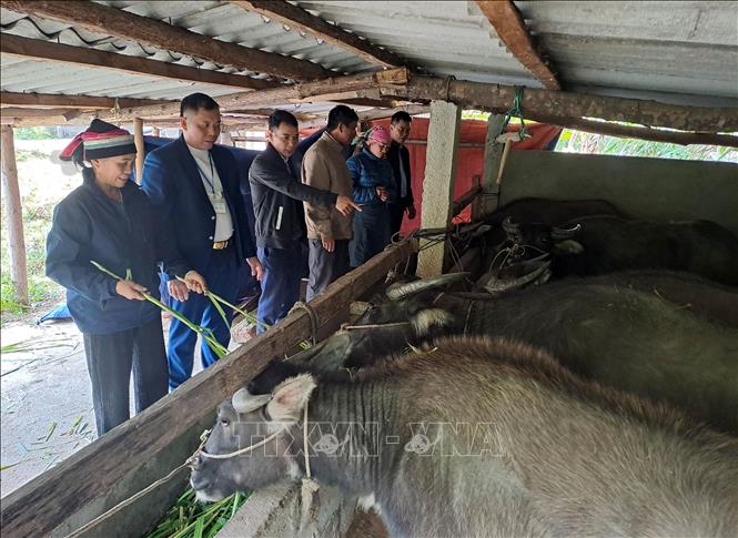 Chủ động phòng chống rét cho gia súc, vật nuôi- Ảnh 1.