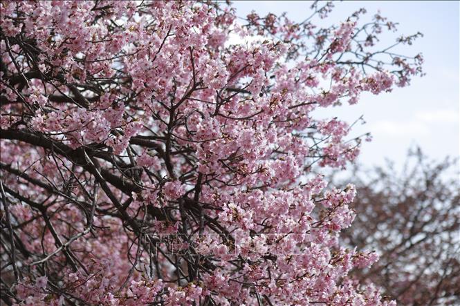 Nhật Bản: Hoa anh đào đầu mùa khoe sắc trong nắng Xuân- Ảnh 1.