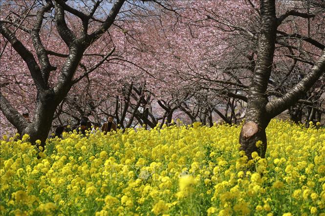 Nhật Bản: Hoa anh đào đầu mùa khoe sắc trong nắng Xuân- Ảnh 2.