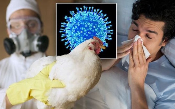 Triệu chứng nhiễm cúm A/H5N1 và các giai đoạn tiến triển của bệnh