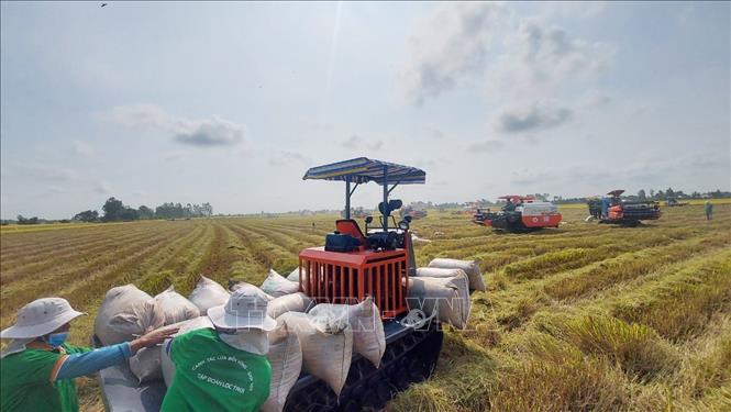 Thị trường nông sản: Giao dịch lúa gạo sôi động trở lại- Ảnh 1.