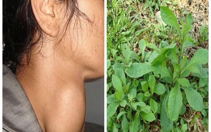 Loài rau mọc hoang như cỏ dại nhưng lại có tác dụng quý chữa bệnh- Ảnh 2.