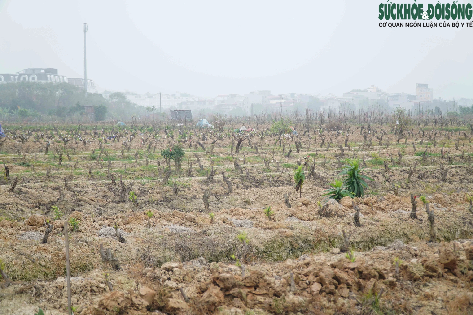 Hàng loạt vườn đào lớn tại Hà Nội tất bật trồng lại cây sau Tết- Ảnh 1.