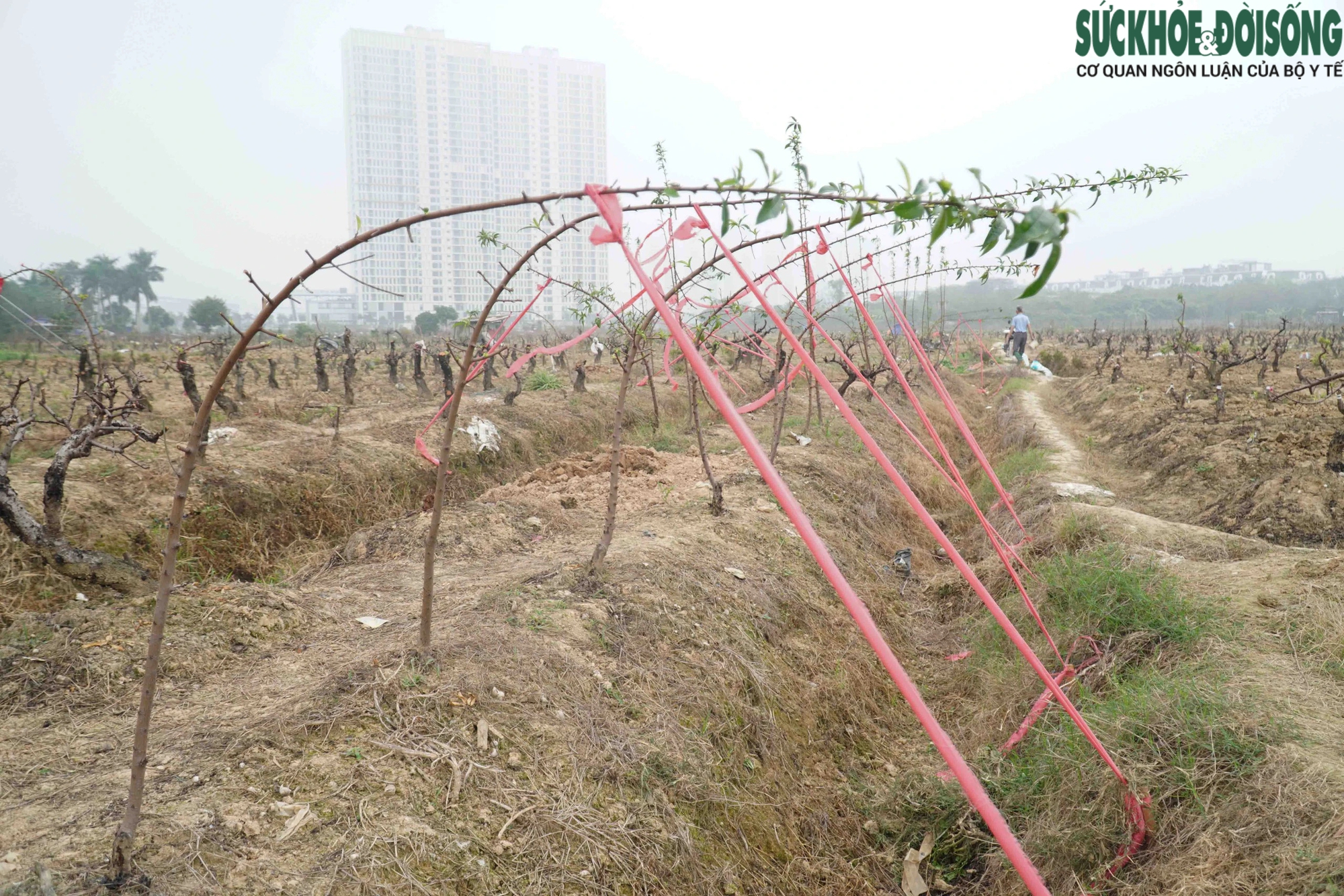 Hàng loạt vườn đào lớn tại Hà Nội tất bật trồng lại cây sau Tết- Ảnh 2.