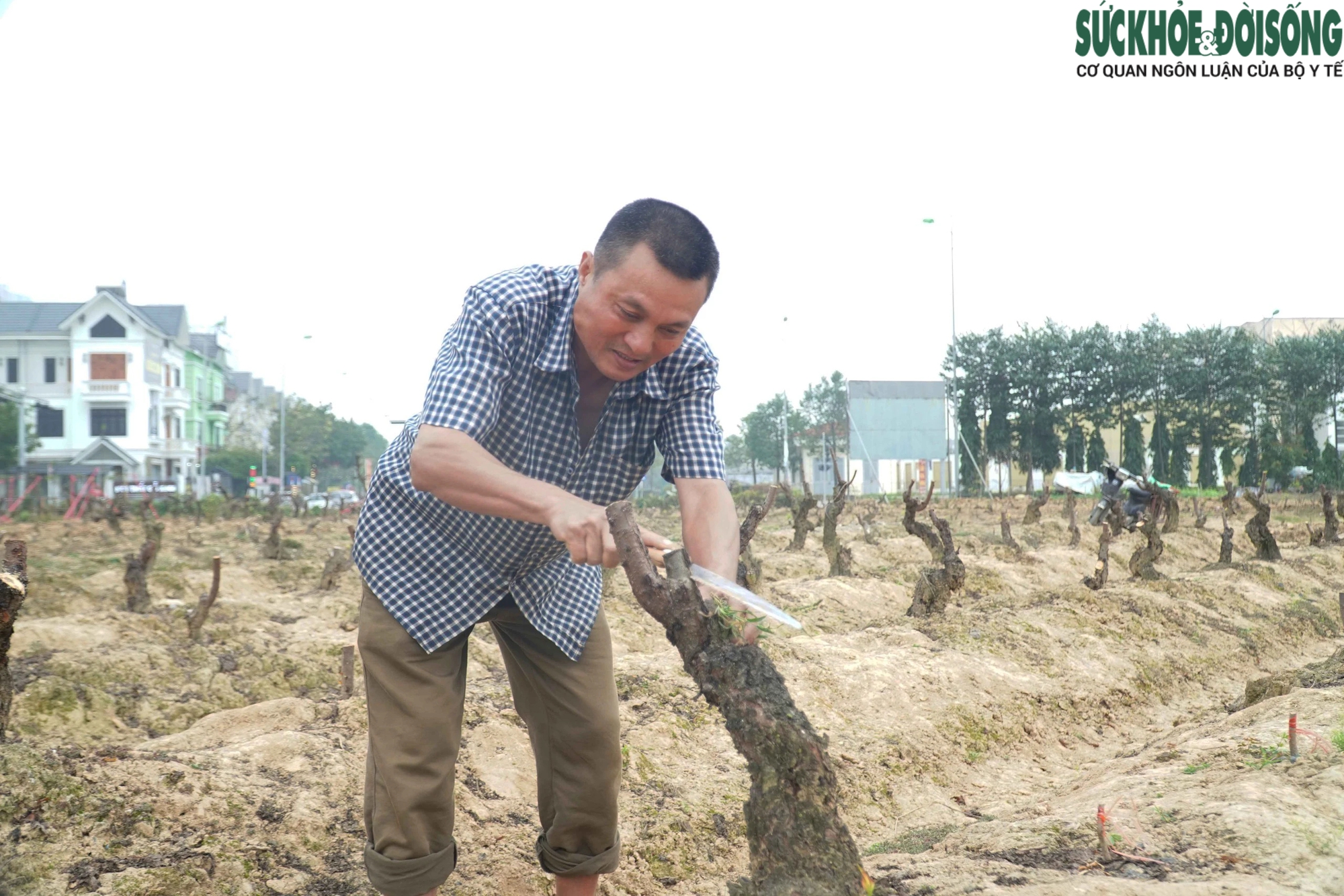 Hàng loạt vườn đào lớn tại Hà Nội tất bật trồng lại cây sau Tết- Ảnh 3.