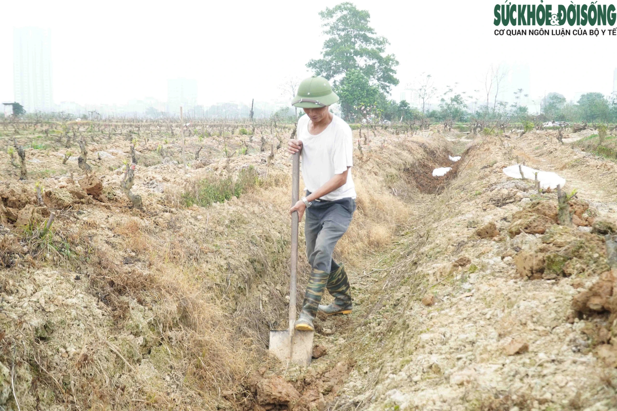 Hàng loạt vườn đào lớn tại Hà Nội tất bật trồng lại cây sau Tết- Ảnh 5.