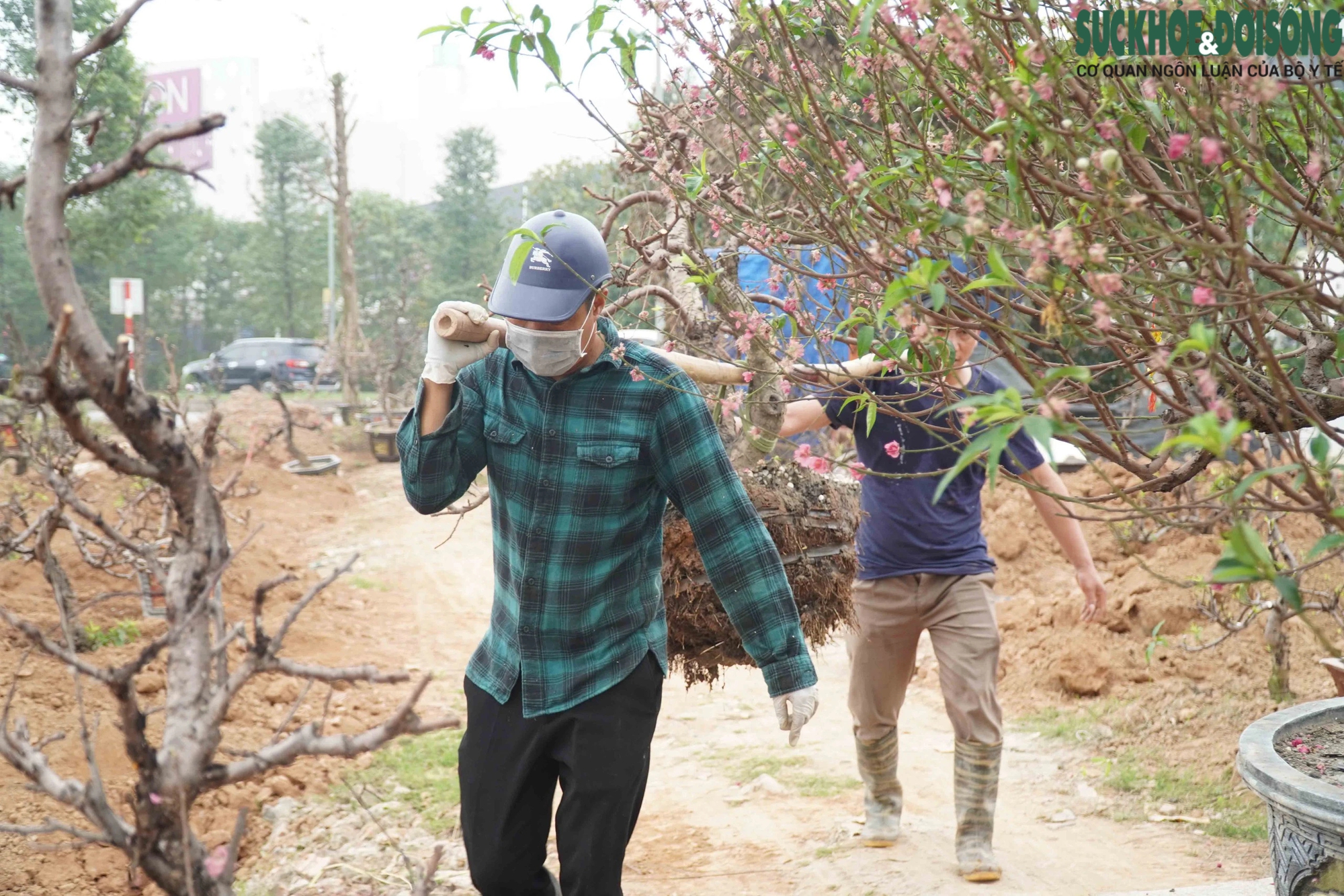 Hàng loạt vườn đào lớn tại Hà Nội tất bật trồng lại cây sau Tết- Ảnh 10.