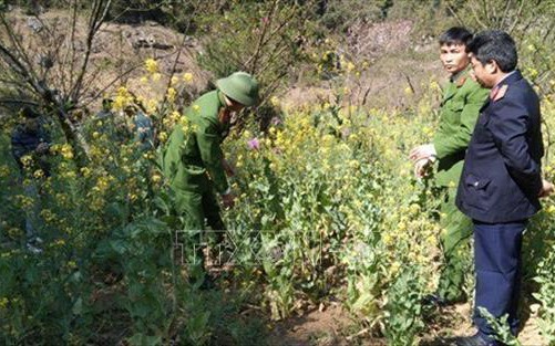 Trồng hàng trăm cây thuốc phiện xen lẫn rau cải để ngụy trang