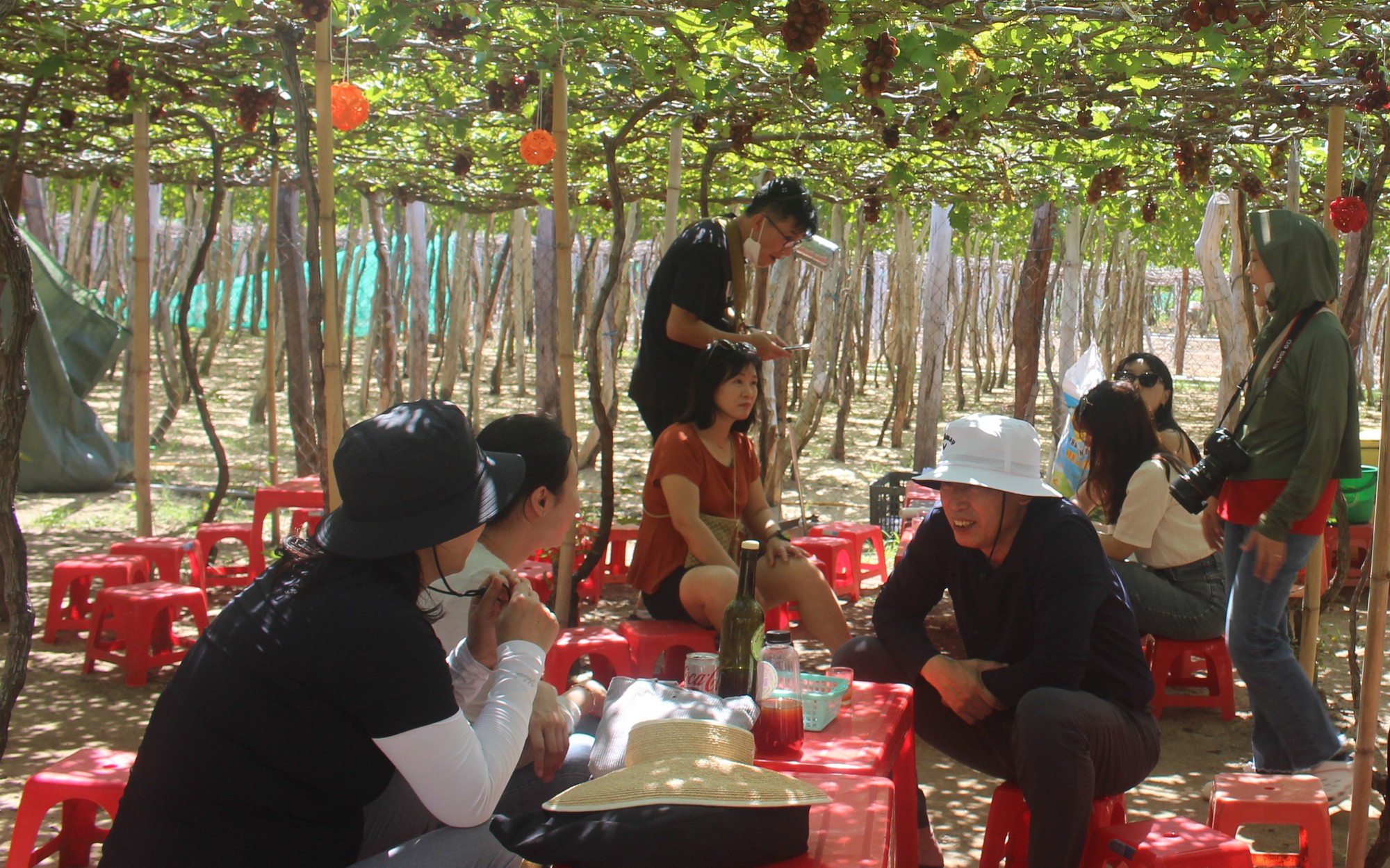 Nông dân đua nhau làm du lịch ở làng nho Thái An, Ninh Thuận