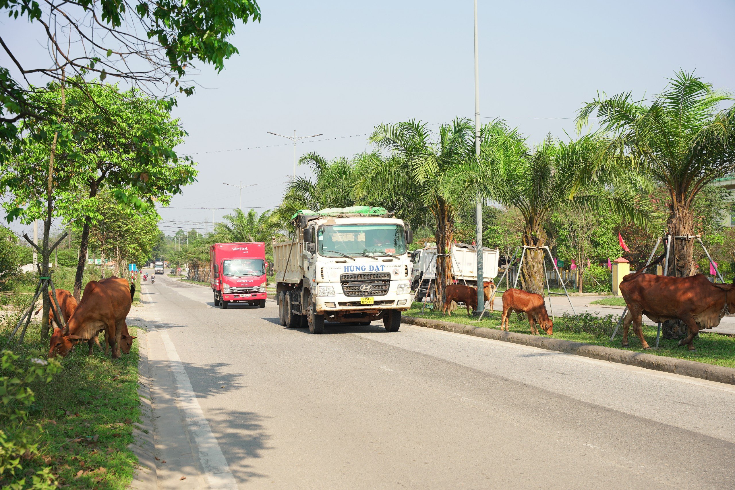 Bò thả rông nghênh ngang trước cổng UBND phường, dân bức xúc- Ảnh 4.