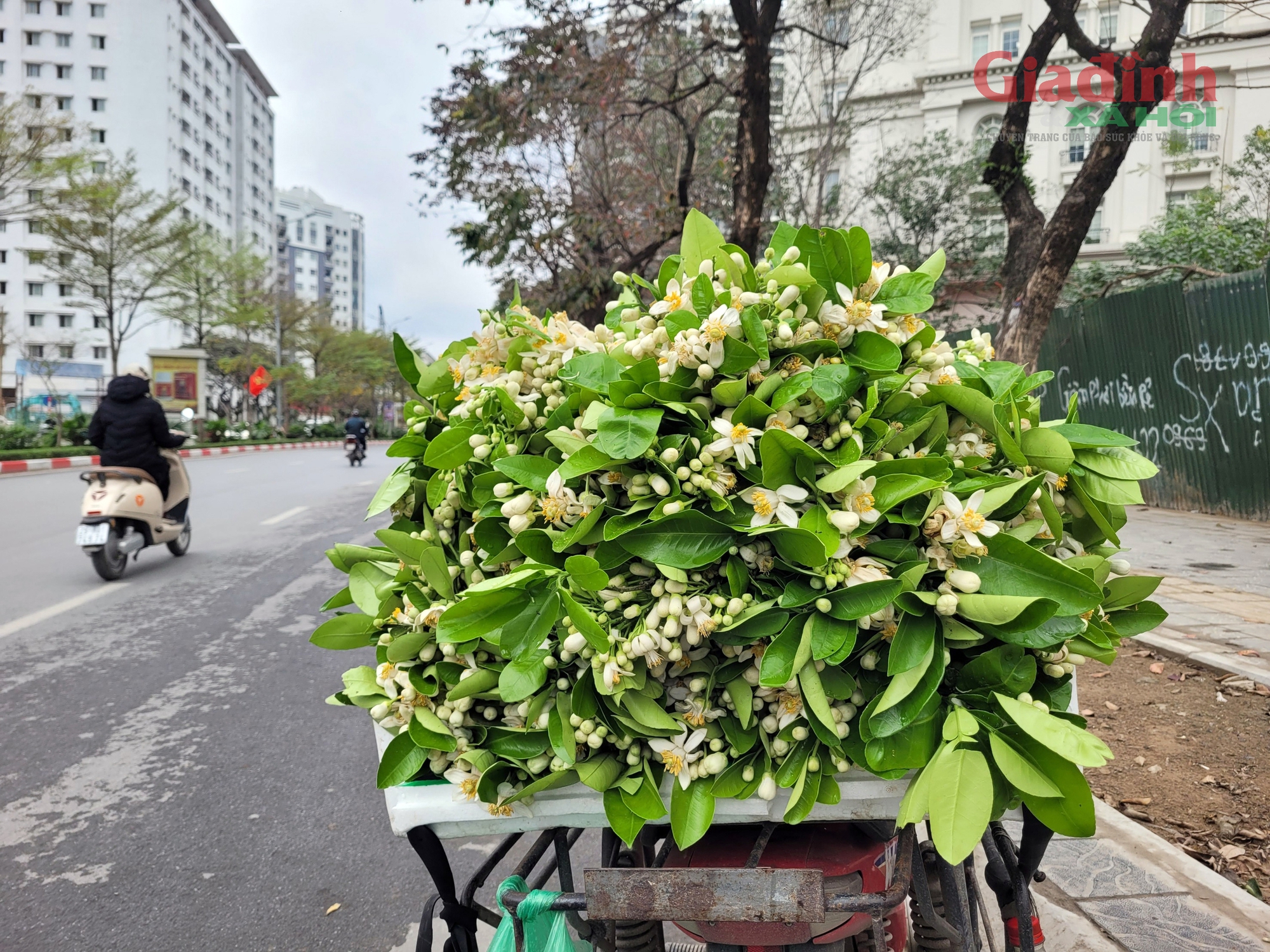 Hoa Bưởi đầu mùa ở Hà Nội thơm ngát phố bán nửa triệu đồng/kg vẫn đắt hàng- Ảnh 1.