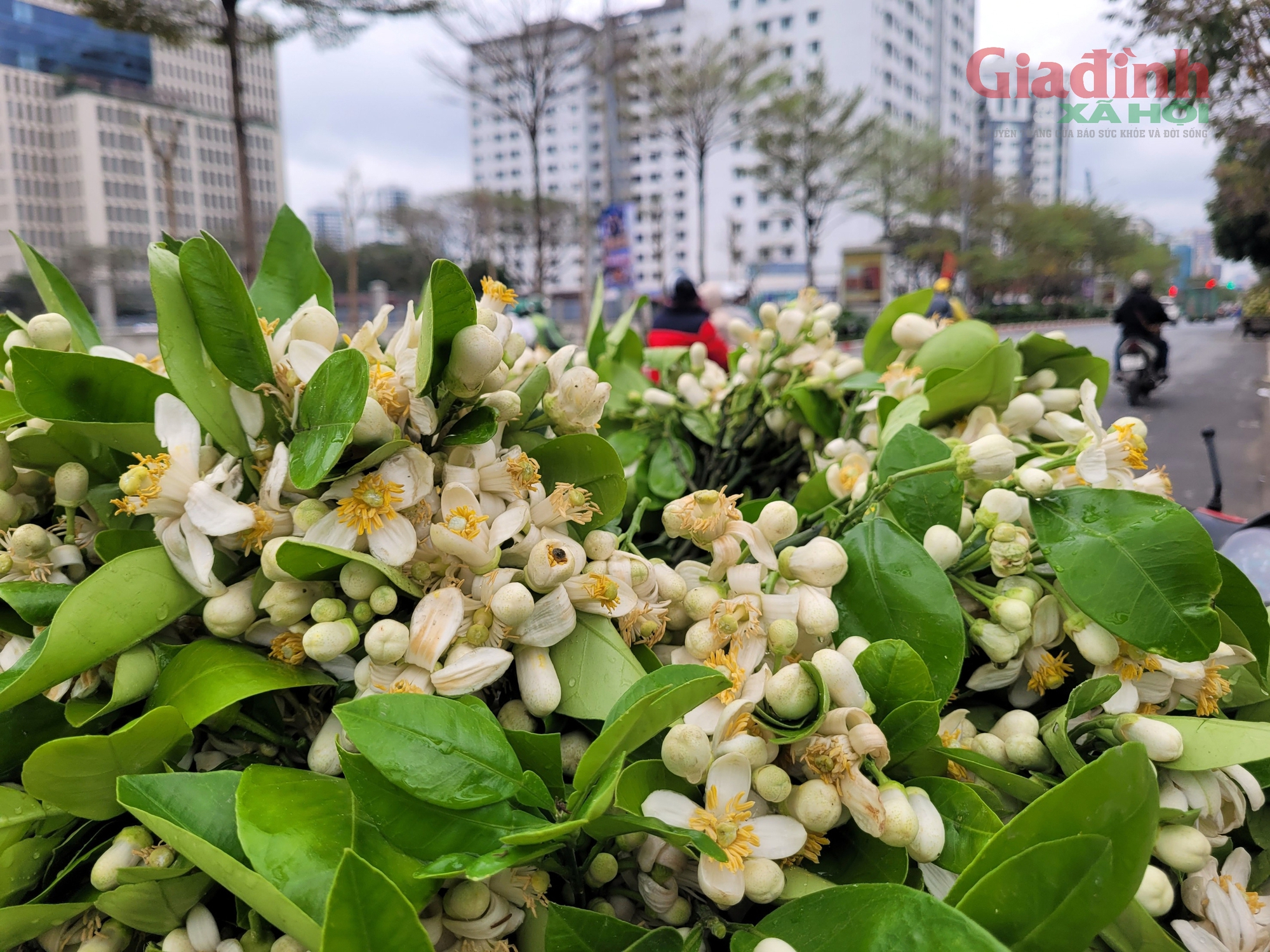 Hoa Bưởi đầu mùa ở Hà Nội thơm ngát phố bán nửa triệu đồng/kg vẫn đắt hàng- Ảnh 2.