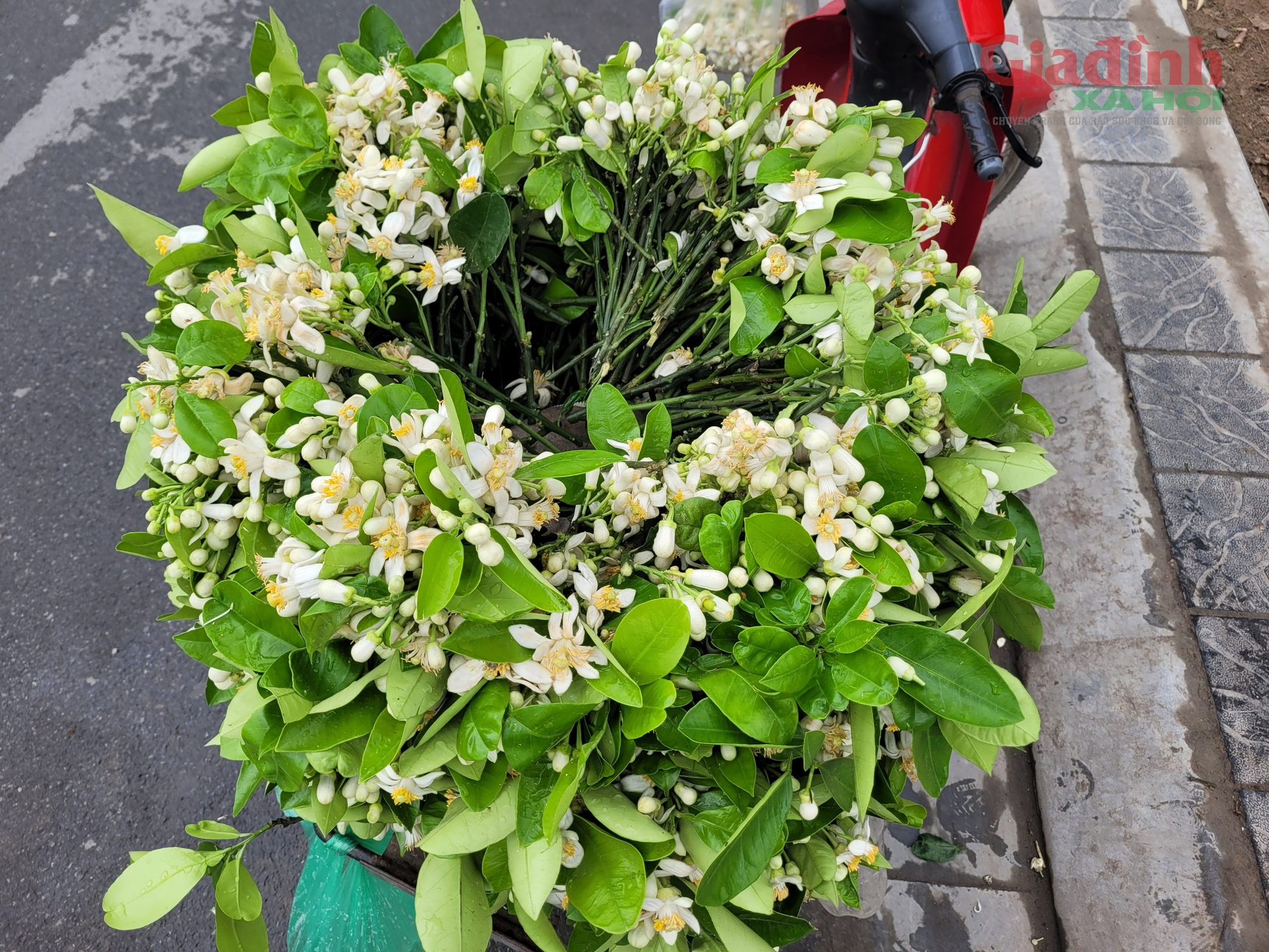 Hoa Bưởi đầu mùa ở Hà Nội thơm ngát phố bán nửa triệu đồng/kg vẫn đắt hàng- Ảnh 3.