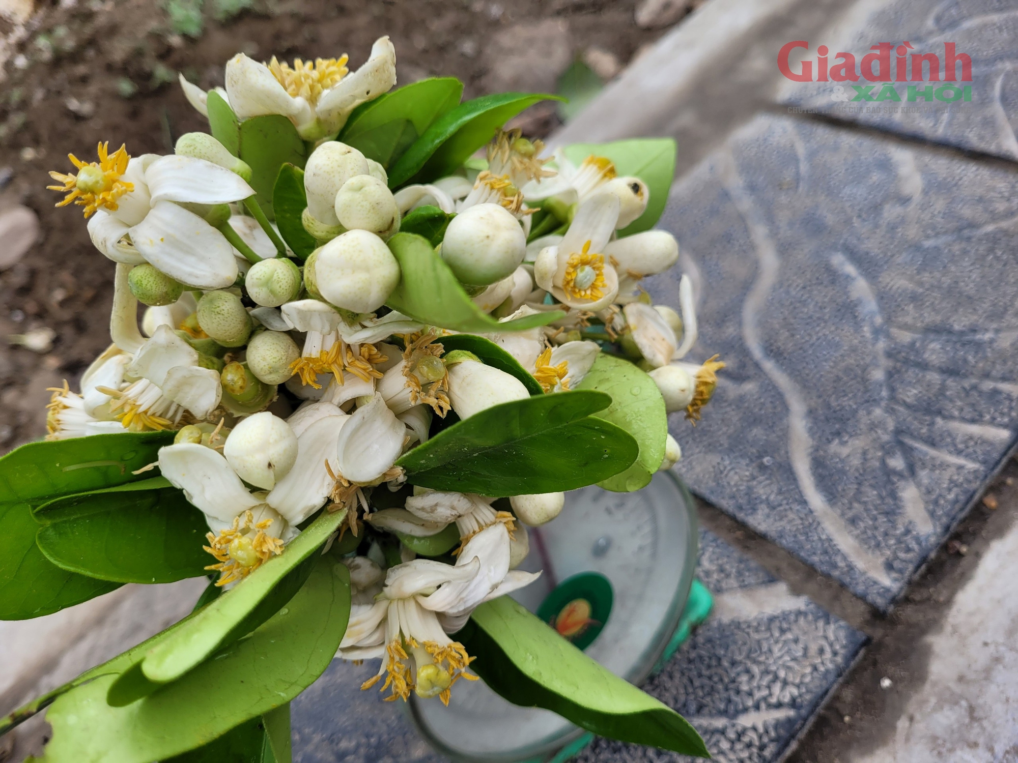 Hoa Bưởi đầu mùa ở Hà Nội thơm ngát phố bán nửa triệu đồng/kg vẫn đắt hàng- Ảnh 4.