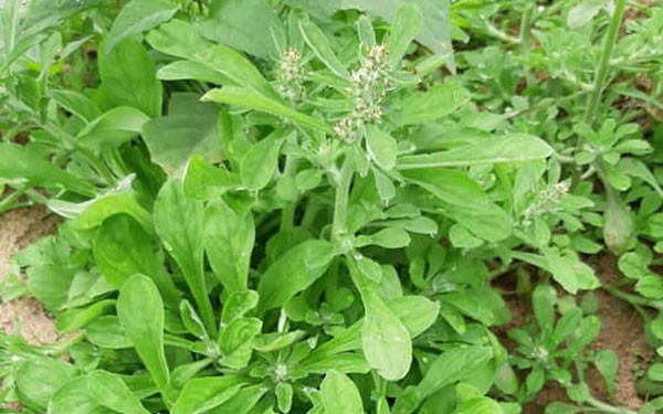 12 bài thuốc chữa bệnh từ cây rau khúc