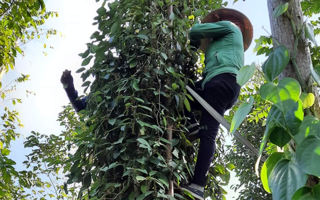 Bác sĩ cảnh báo tai nạn lao động mùa thu hoạch ‘vàng đen’- Ảnh 3. Thu hoạch hồ tiêu nhiều người gặp tai nạn đa chấn thương