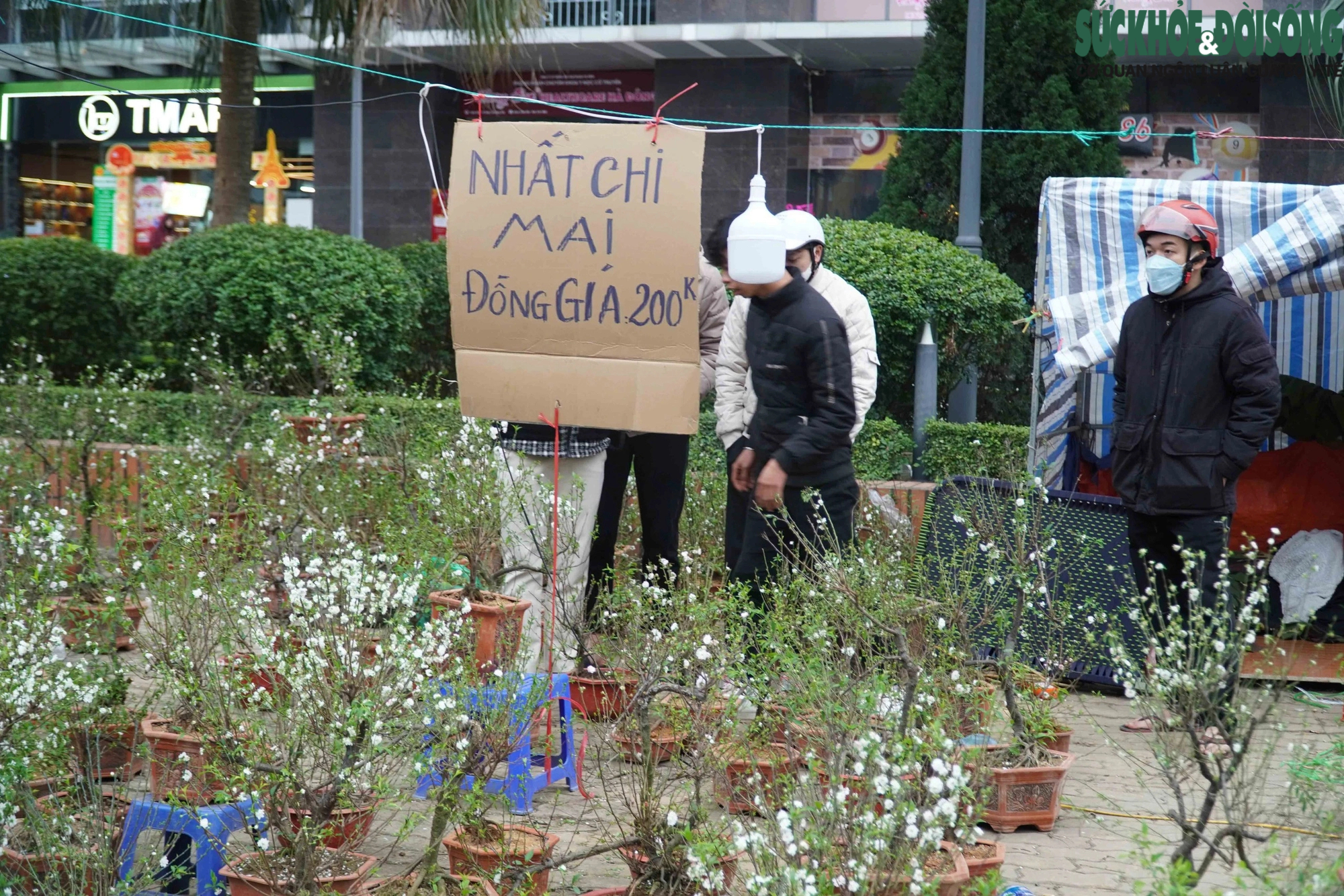 Tiểu thương Hà Nội ngậm ngùi bỏ lại cây nếu không bán hết trước 30 Tết- Ảnh 1.