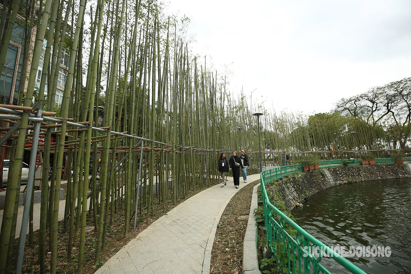 Rừng trúc xanh ngát giữa Thủ đô khiến du khách nước ngoài ngỡ ngàng- Ảnh 3.