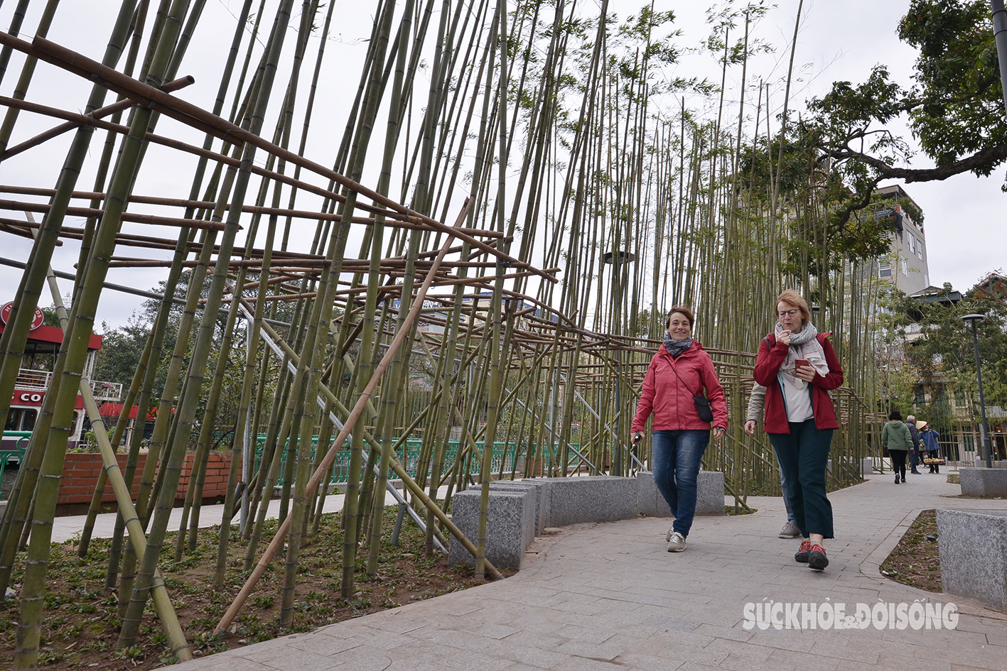Rừng trúc xanh ngát giữa Thủ đô khiến du khách nước ngoài ngỡ ngàng- Ảnh 10.