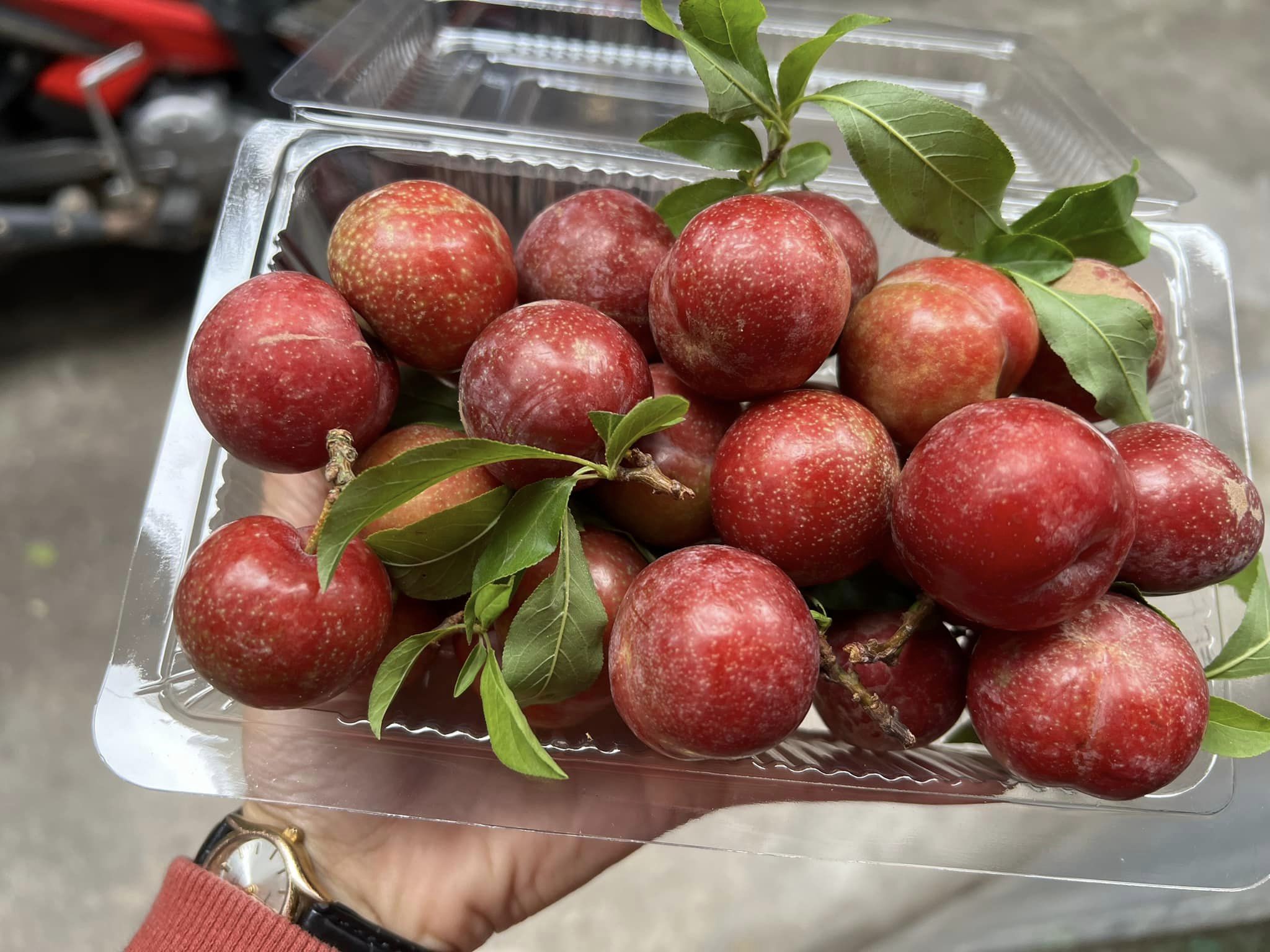 Mận trái mùa 'giá chát' nhưng vẫn hấp dẫn chị em