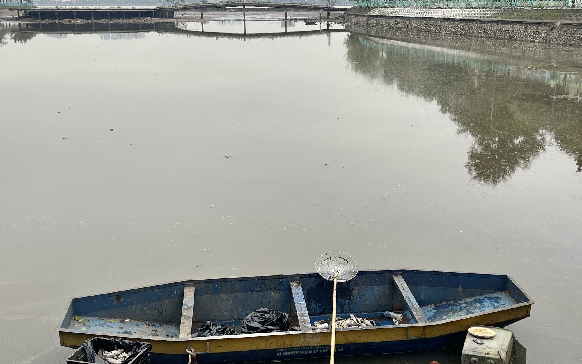 Cá chết ở hồ Thủy Sứ, Tây Hồ: Lãnh đạo phường nói gì?