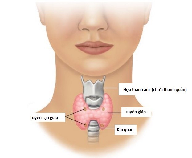 Điều trị bệnh lý tuyến giáp- Ảnh 1.