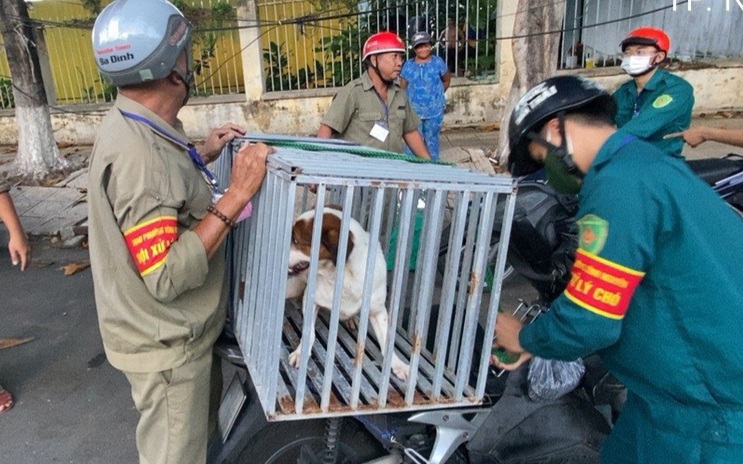 Chuyện về đội săn bắt chó thả rông