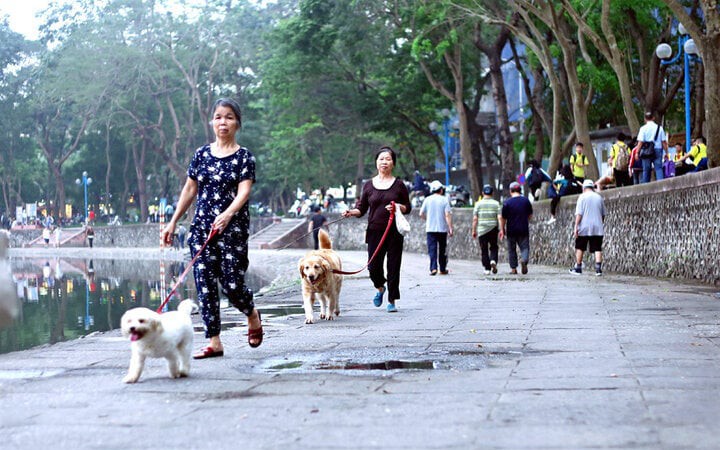 Nuôi chó, mèo phải đăng ký để quản lý phòng ngừa bệnh dại