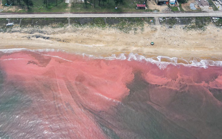 Nước biển chuyển màu đỏ ở Hà Tĩnh có gây hại không?