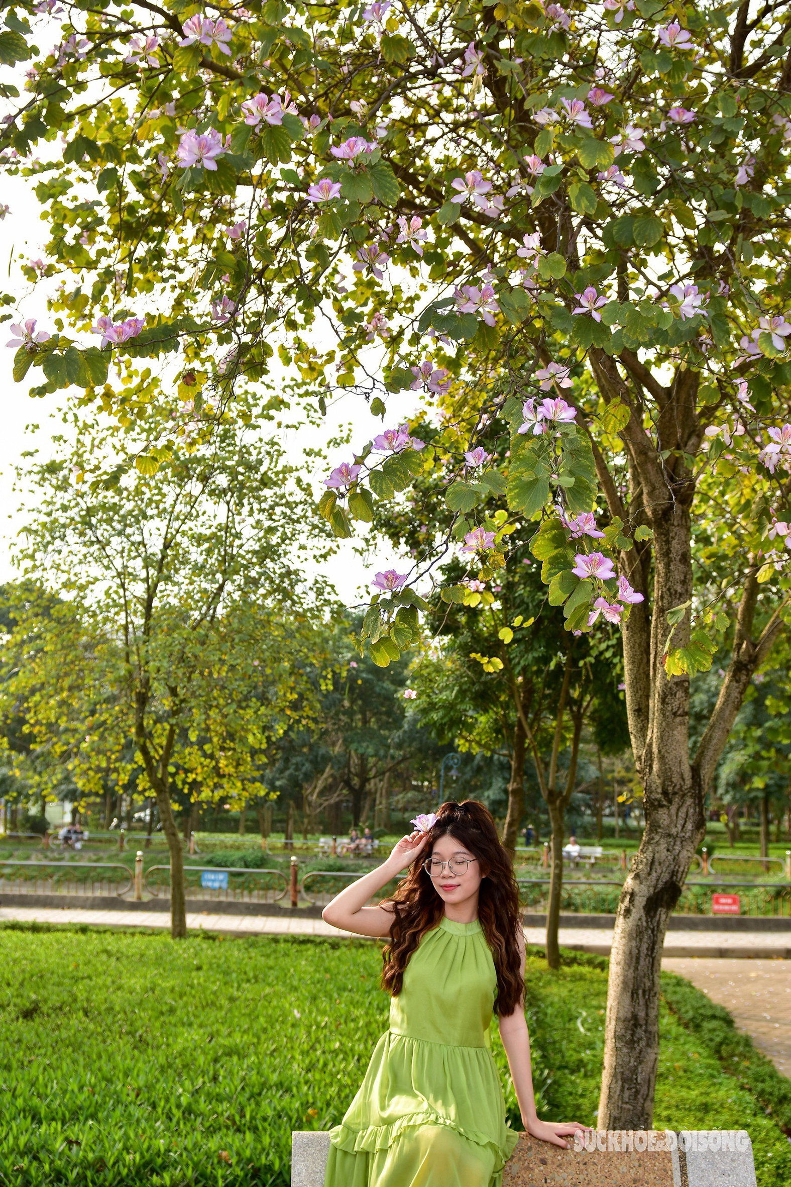Công viên ở Hà Nội 'khoác áo mới' bởi loài hoa đặc trưng núi rừng Tây Bắc- Ảnh 8.