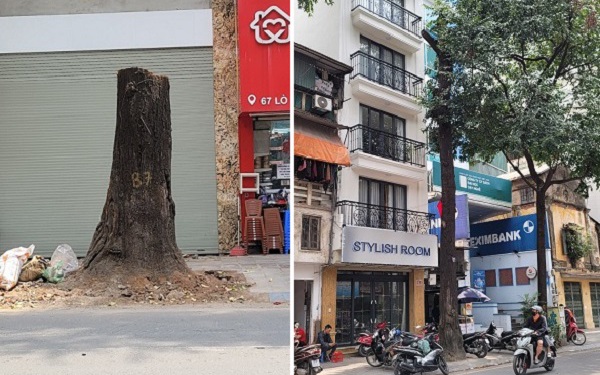 Vụ cây sao đen 100 tuổi ở Hà Nội bị đốn hạ: Đã rõ nguyên nhân 