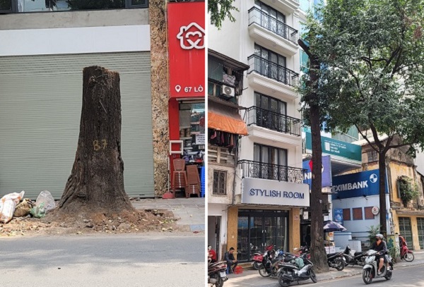 Vụ cây sao đen 100 tuổi ở Hà Nội bị đốn hạ: Đã rõ nguyên nhân - Ảnh 4.