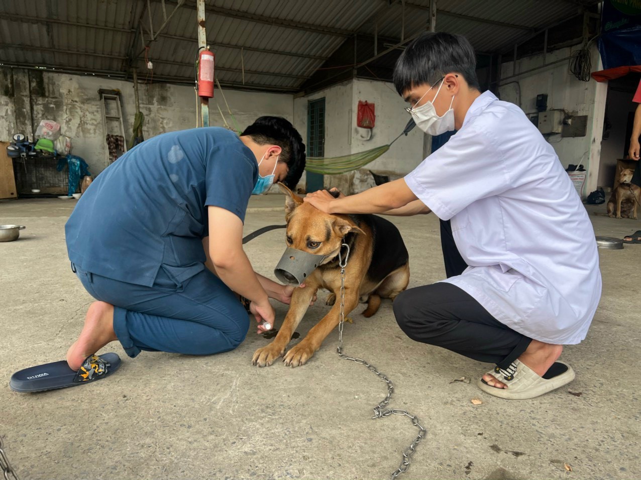 TIÊM VẮC XIN DẠI DỰ PHÒNG THEO PHÁC ĐỒ CHUẨN