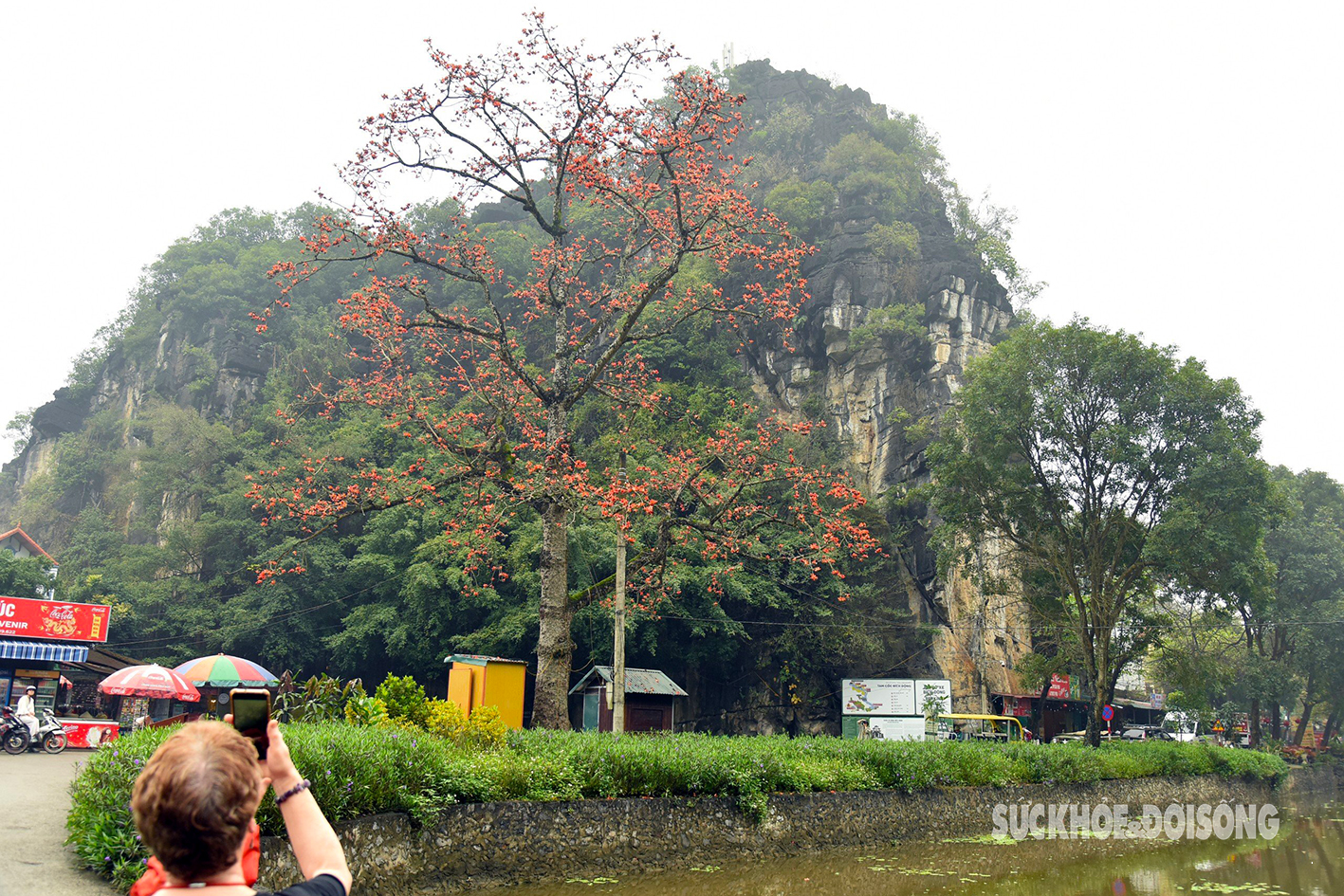 Mê mẩn sắc đỏ của cây gạo trăm tuổi bên mái chùa rêu phong ở Ninh Bình- Ảnh 5.